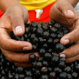 acai-berries-hands